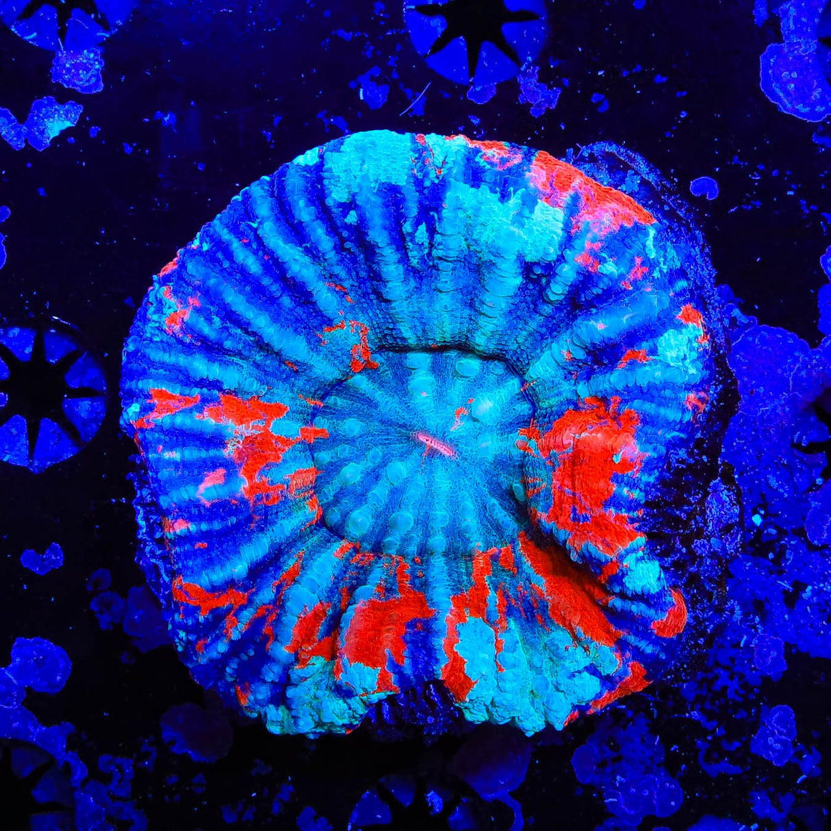 Warpaint Scoly Coral