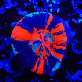 Warpaint Scoly Coral