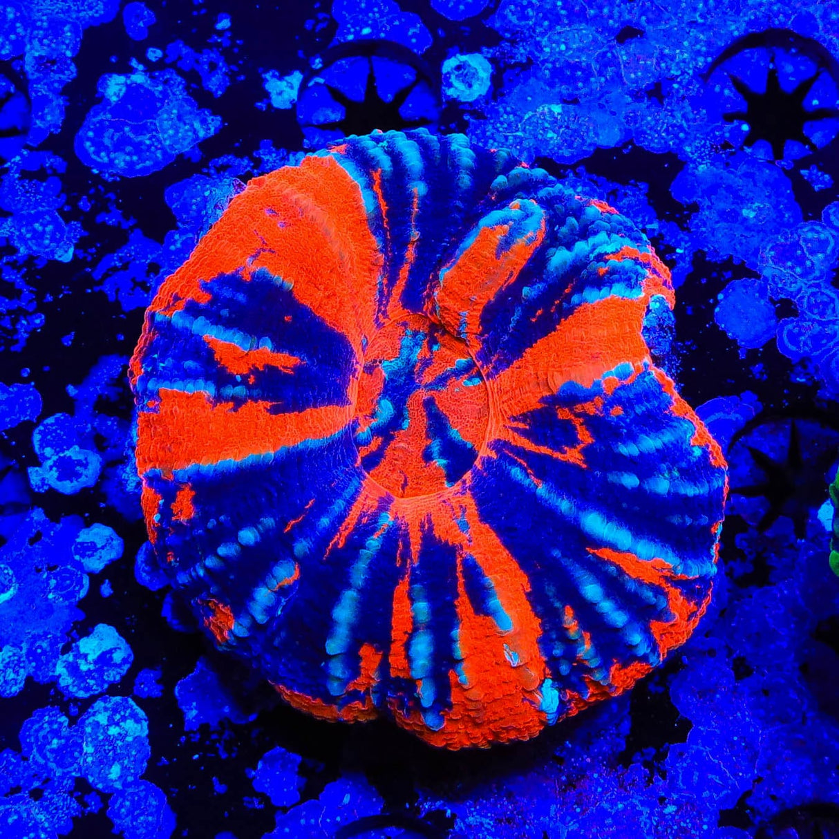 Warpaint Scoly Coral