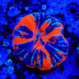 Warpaint Scoly Coral