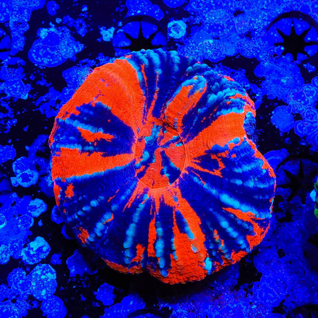 Warpaint Scoly Coral