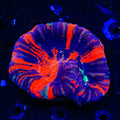 Warpaint Scolymia Colony Coral
