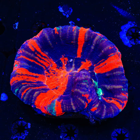 Warpaint Scolymia Colony Coral