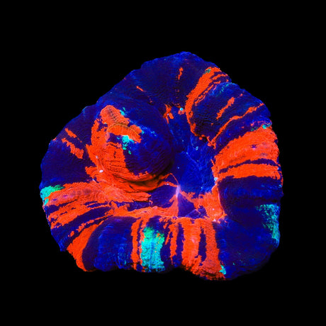 Warpaint Scolymia Colony Coral