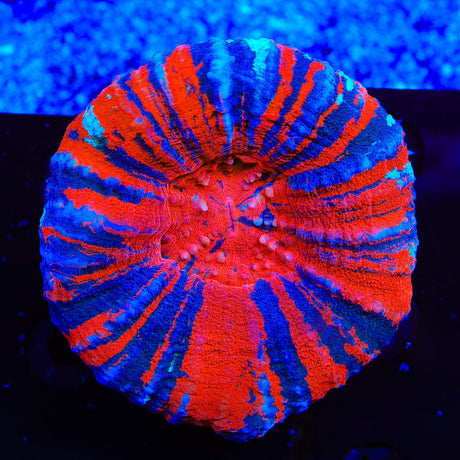 Warpaint Scolymia Coral