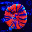 Warpaint Scolymia Coral
