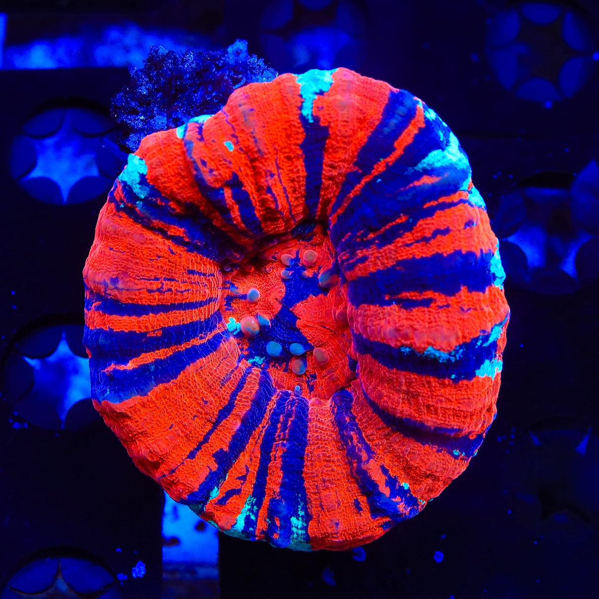 Warpaint Scolymia Coral