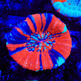 Warpaint Scolymia Coral