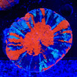 Warpaint Scolymia Coral