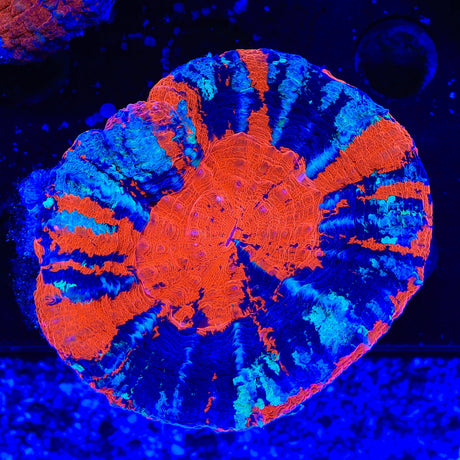 Warpaint Scolymia Coral