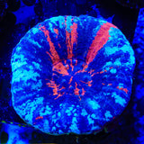 Warpaint Scolymia Coral