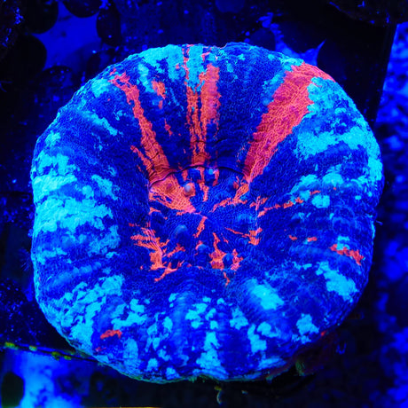 Warpaint Scolymia Coral