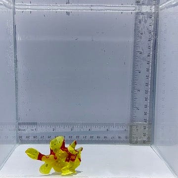 Wartskin Angler Fish