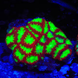 Watermelon Blastomussa Colony Coral