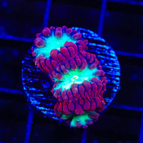 Watermelon Blastomussa Coral