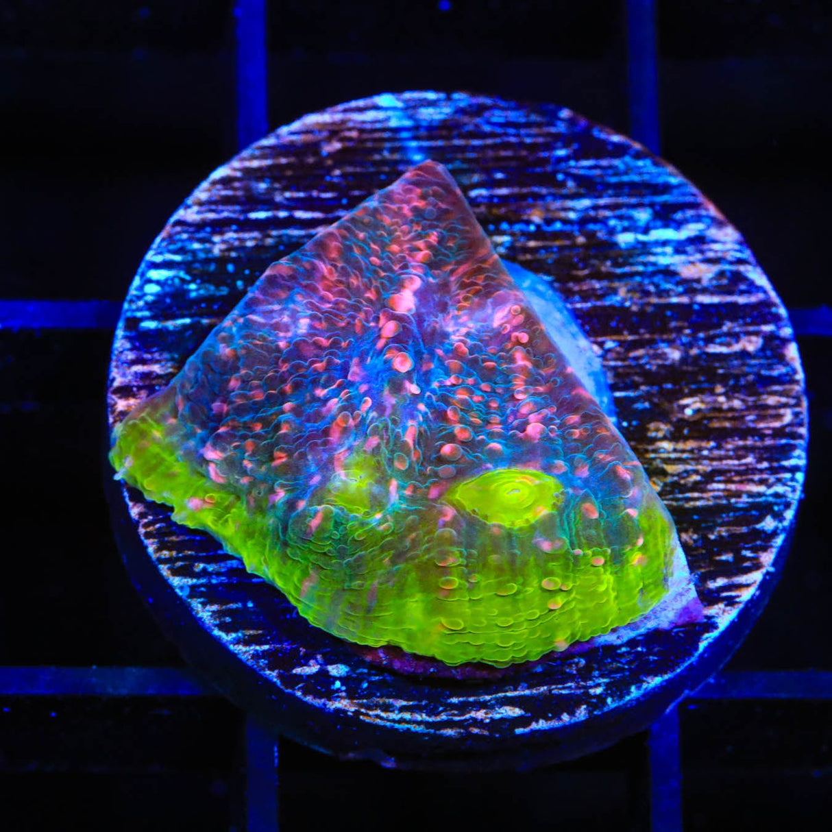 Watermelon Chalice Coral