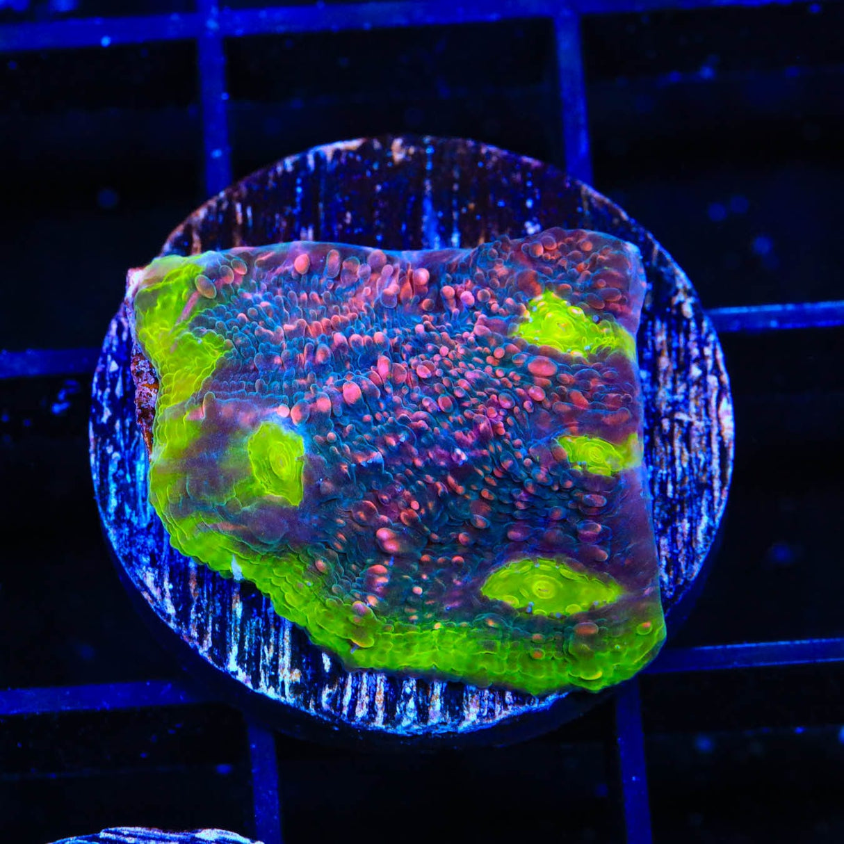 Watermelon Chalice Coral