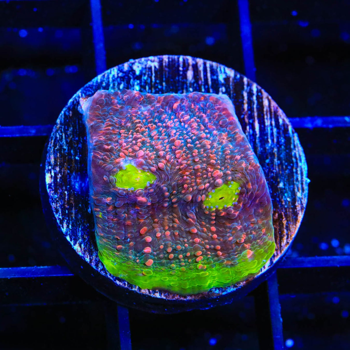 Watermelon Chalice Coral