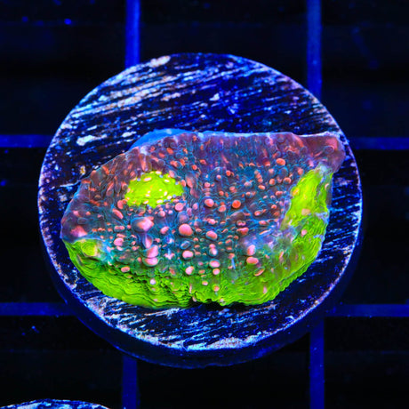 Watermelon Chalice Coral