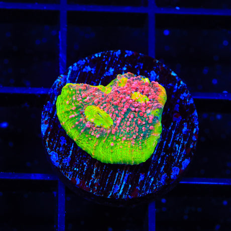 Watermelon Chalice Coral