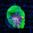 Watermelon Pectinia Coral