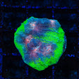 Watermelon Pectinia Coral