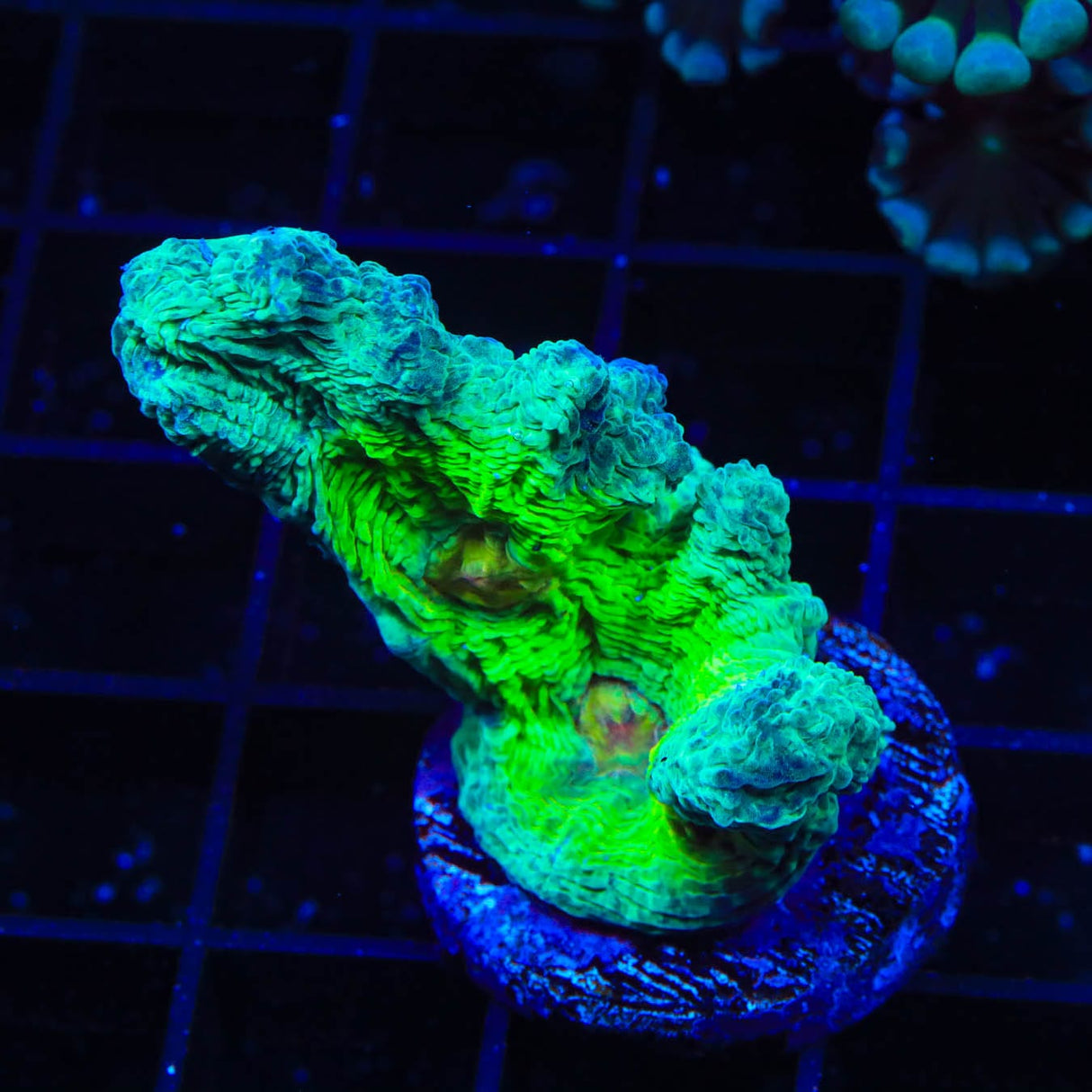 Watermelon Pectinia Coral