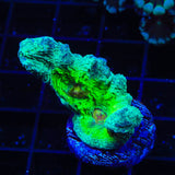 Watermelon Pectinia Coral