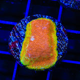 Watermelon Psammocora Coral
