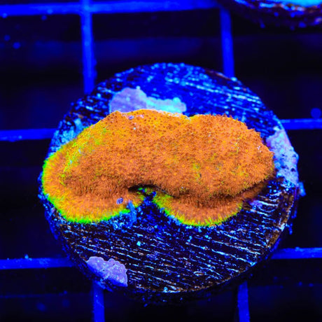 Watermelon Psammocora Coral