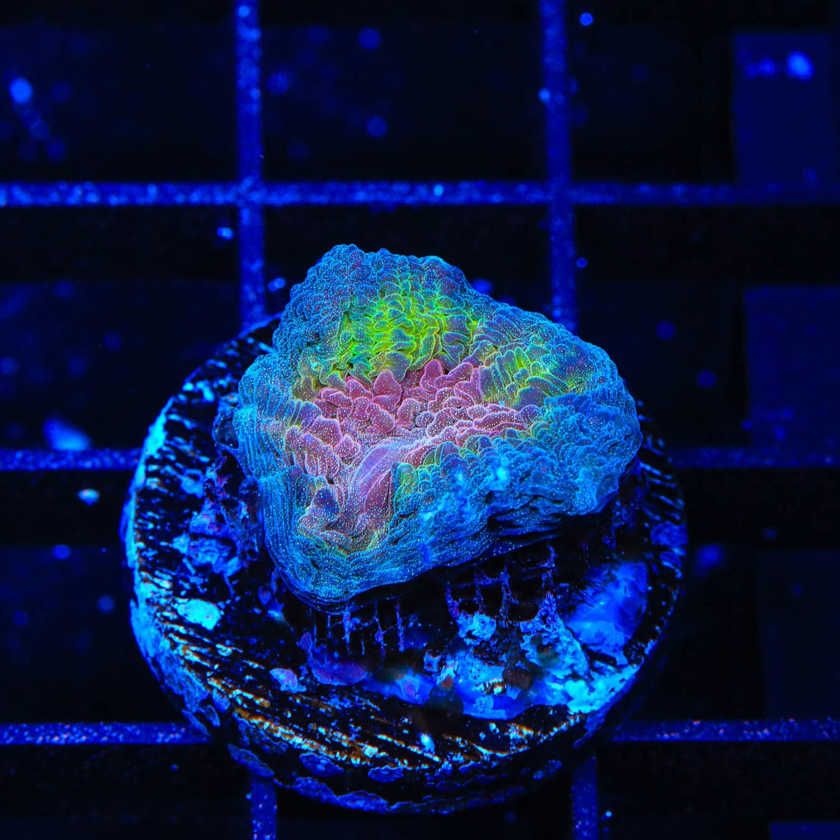 Watermelon Sugar Pectinia Coral