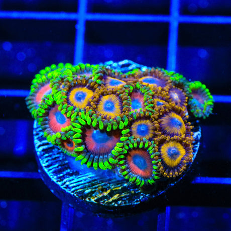 Whammin Watermelon and LA Lakers Zoanthids Coral