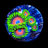 Whammin Watermelon Zoanthids Coral