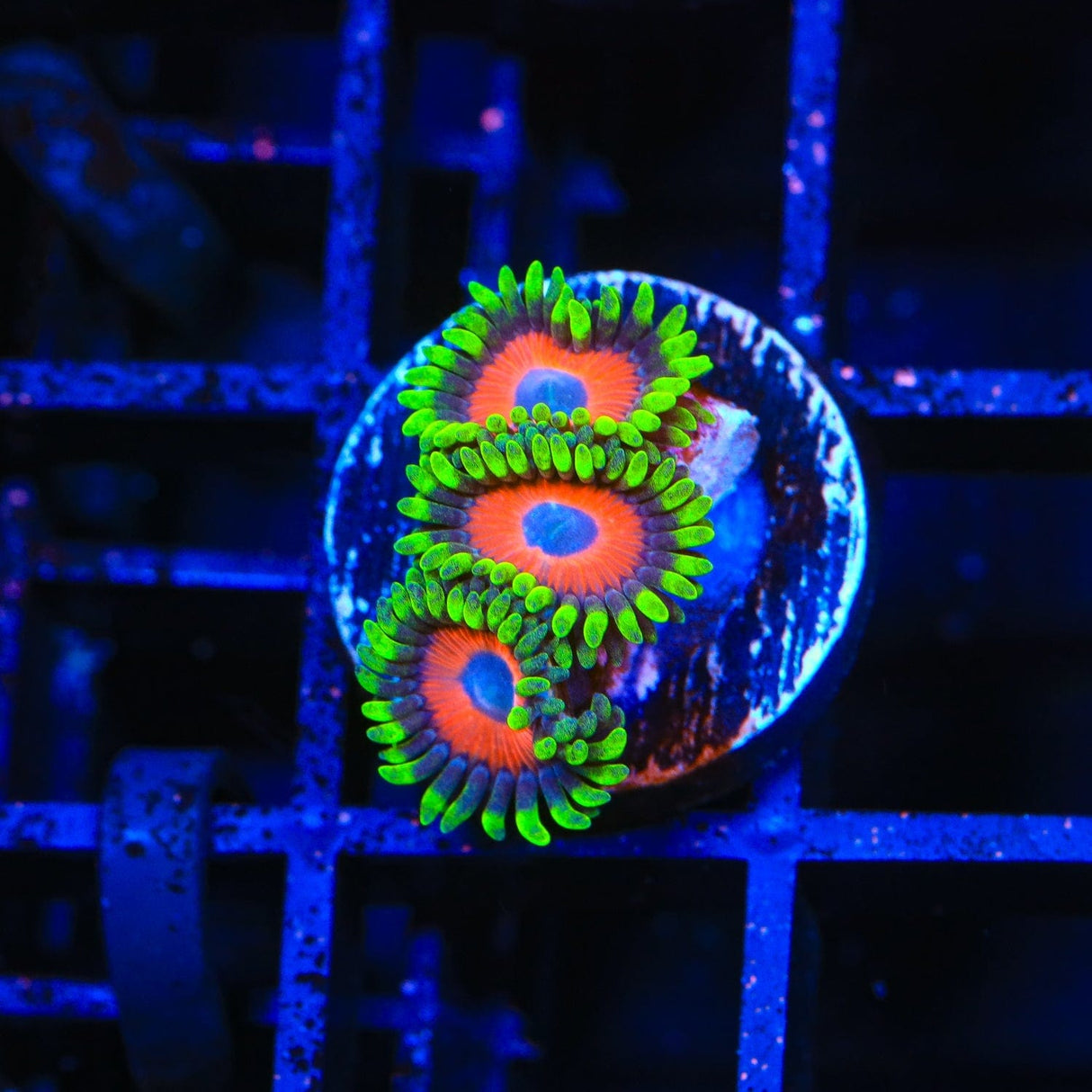 Whammin Watermelon Zoanthids Coral