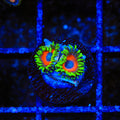 Whamming Watermelon Zoanthids Coral