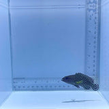 White Spotted Grouper