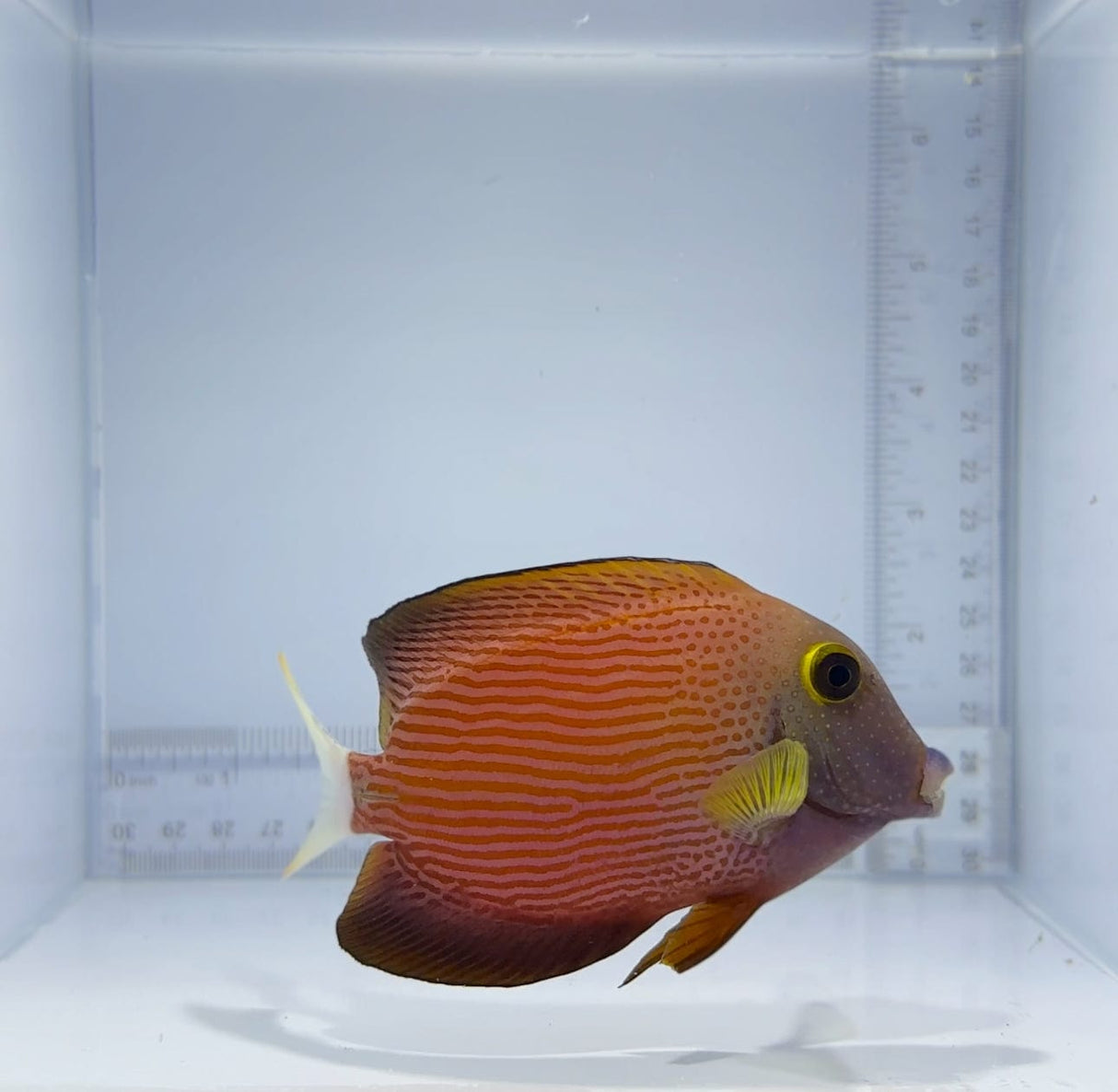 White-Tail Bristle Tooth Tang Fish