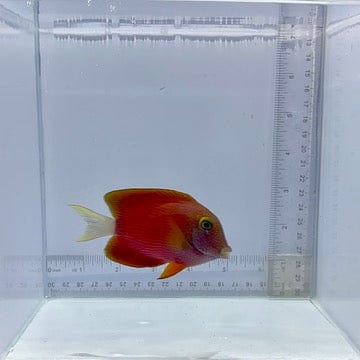 White-Tail Bristle Tooth Tang Fish