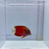 White-Tail Bristle Tooth Tang Fish