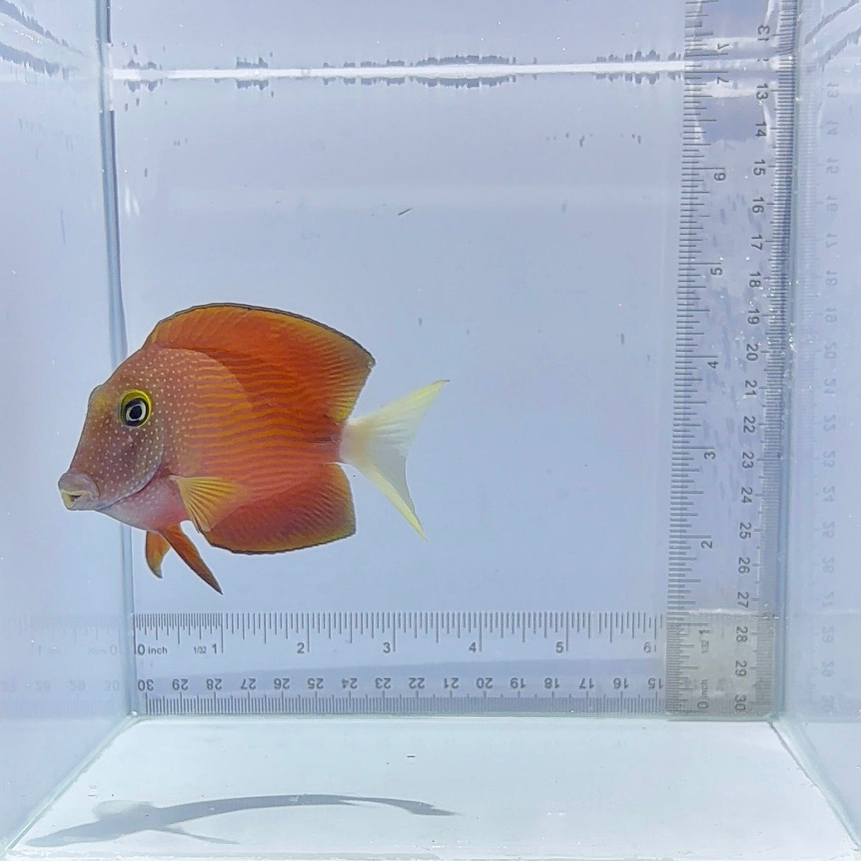 White Tail Bristletooth Tang (Ctenochaetus flavicauda)
