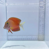 White Tail Bristletooth Tang (Ctenochaetus flavicauda)