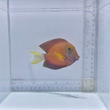 White Tail Bristletooth Tang (Ctenochaetus flavicauda)