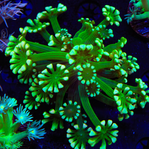 White Tip Alveopora Coral