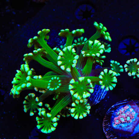 White Tip Alveopora Coral