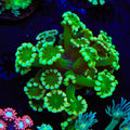 White Tip Alveopora Coral