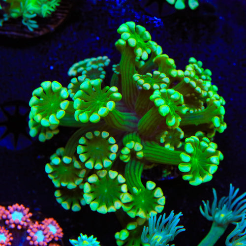 White Tip Alveopora Coral