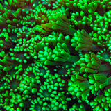 White Tip Alveopora Coral