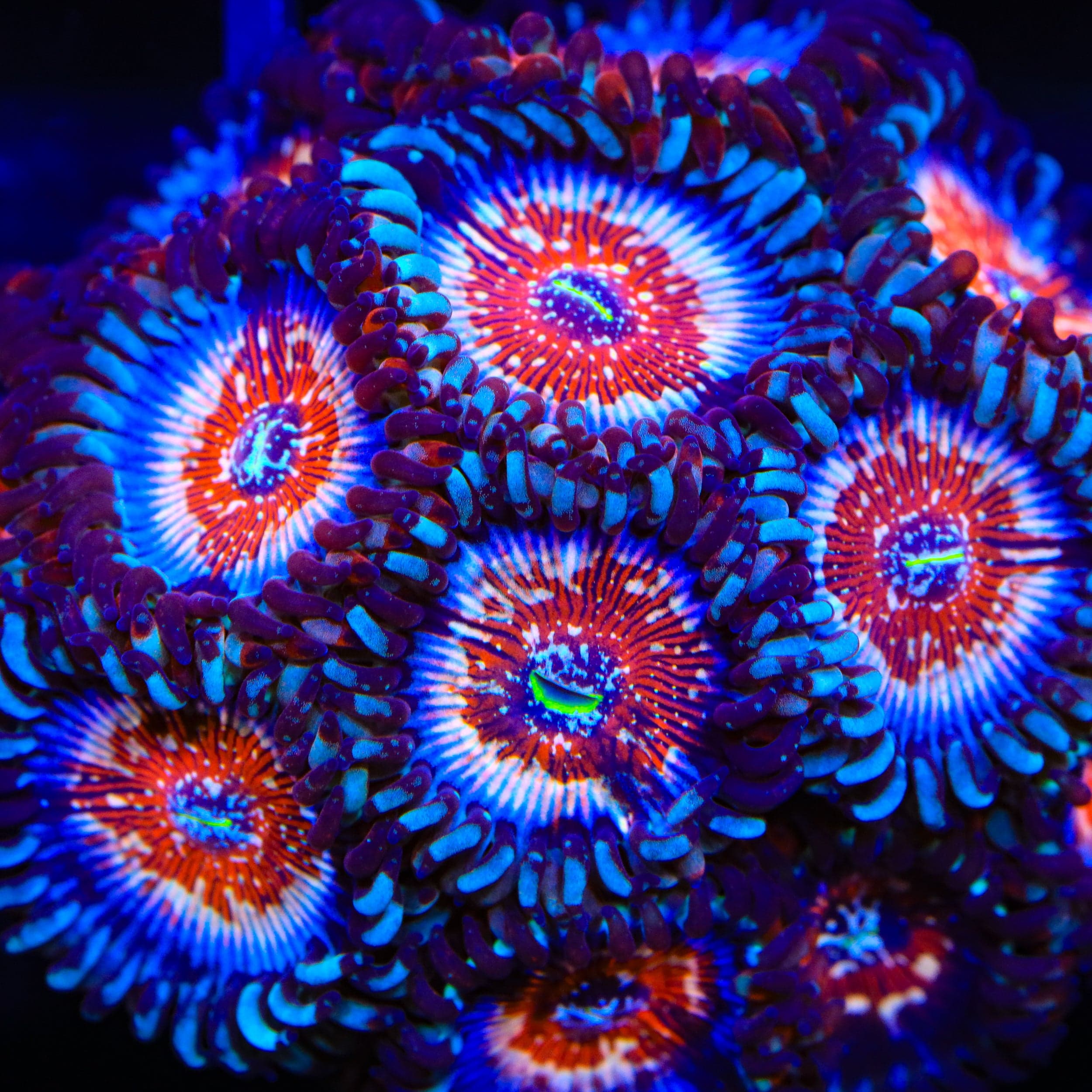 White Zombie Zoanthids Coral – Top Shelf Aquatics