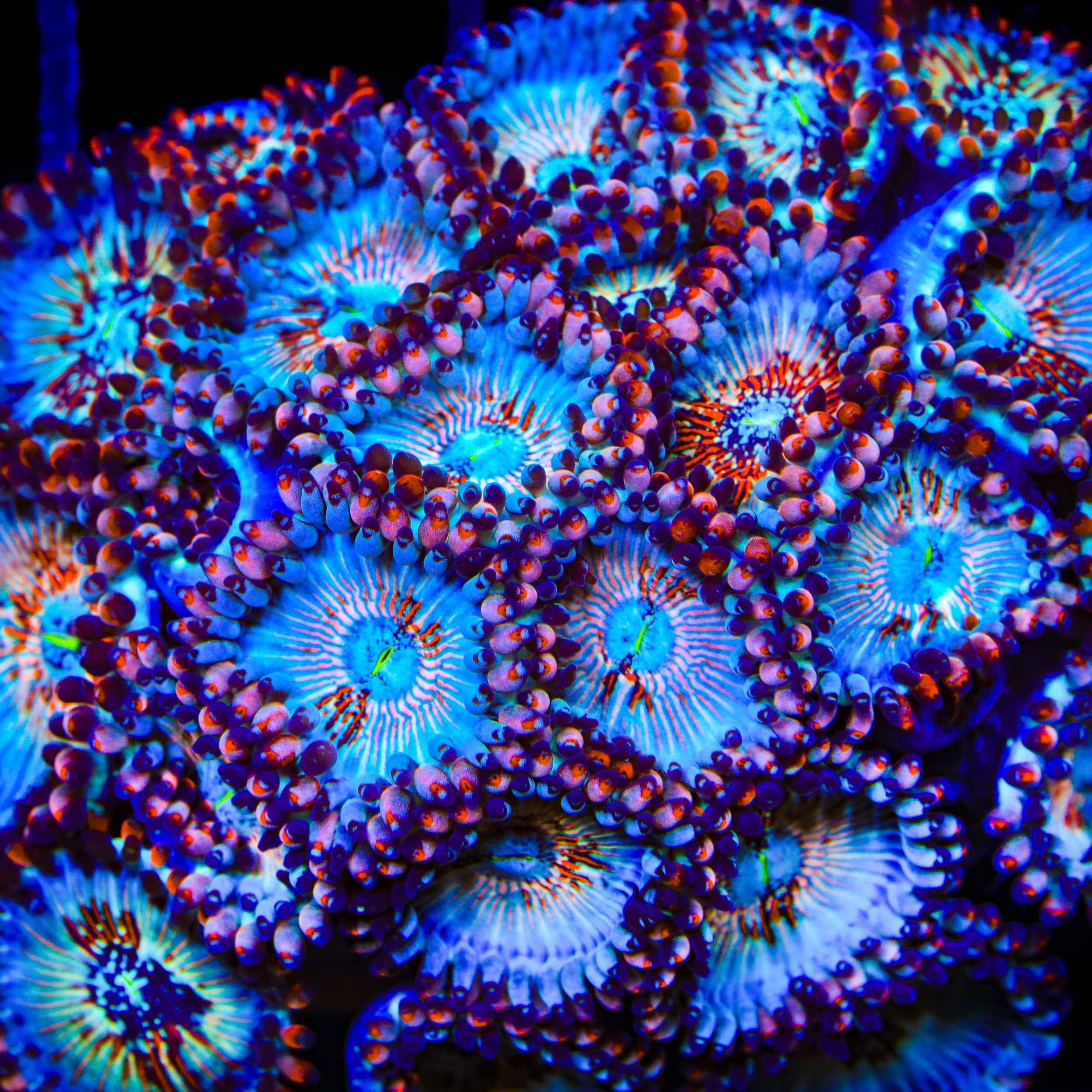 White Zombie Zoanthid Coral