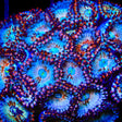 White Zombie Zoanthid Coral